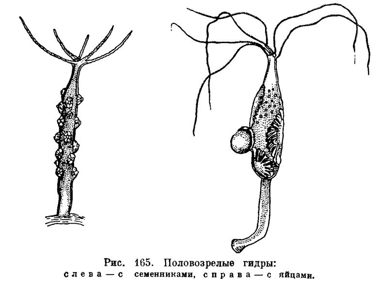 Ссылка на тор омг